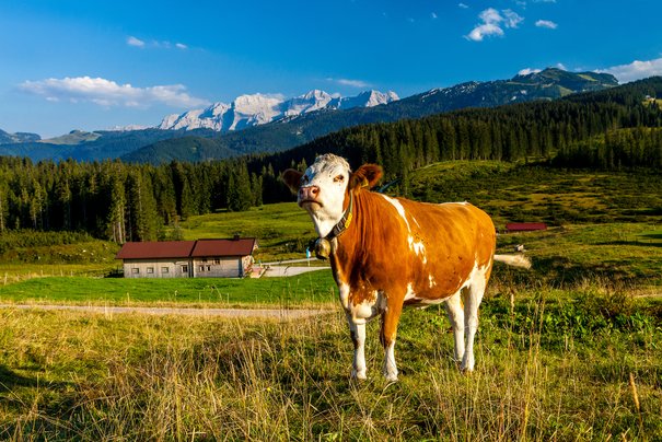 Kuh auf der Winklmoos-Alm im Sommer