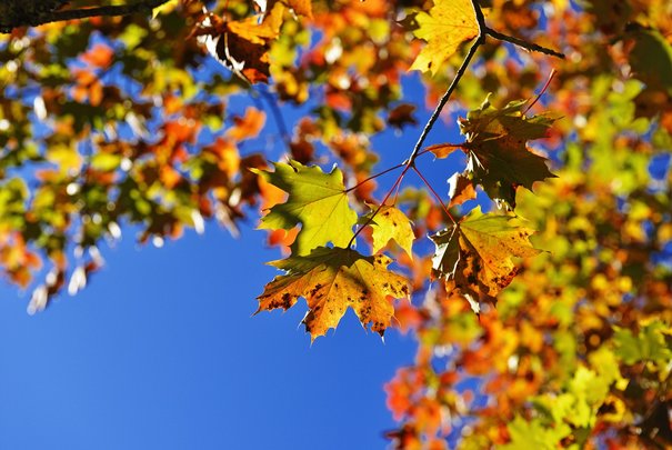 Blättertraum im Herbst