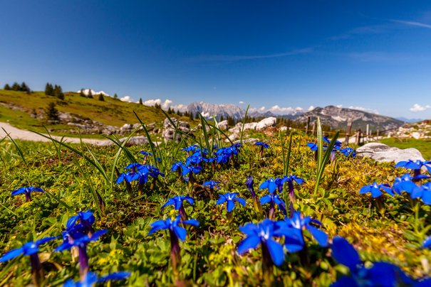 Spring on the Eggenalm