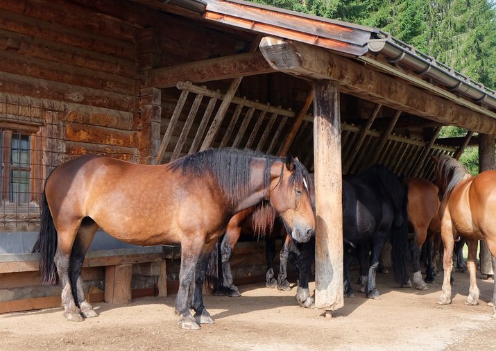 Pferde auf der Rossalm/ Winklmoos-Alm