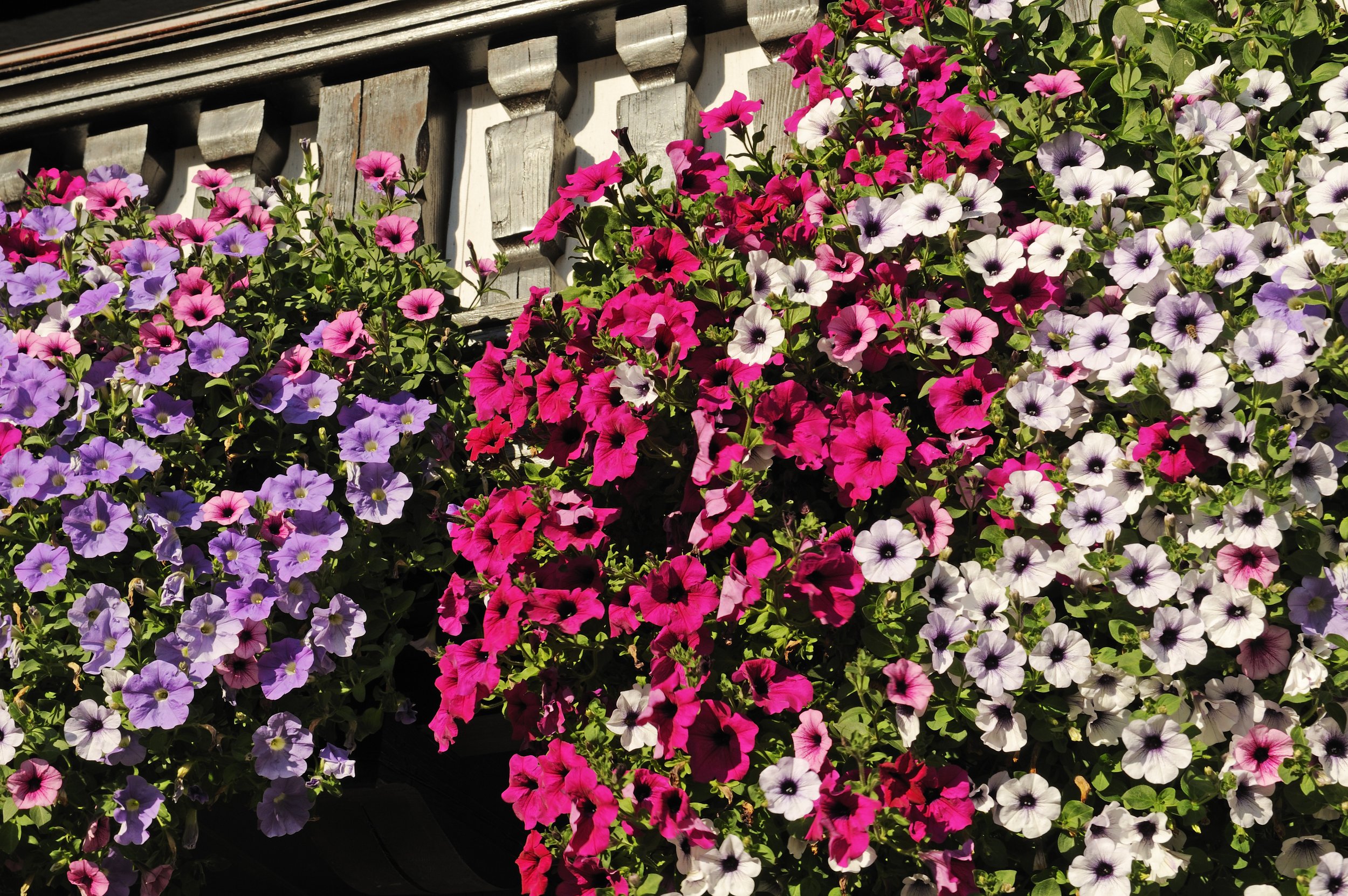 Balkon mit Blumenschmuck in Reit im Winkl