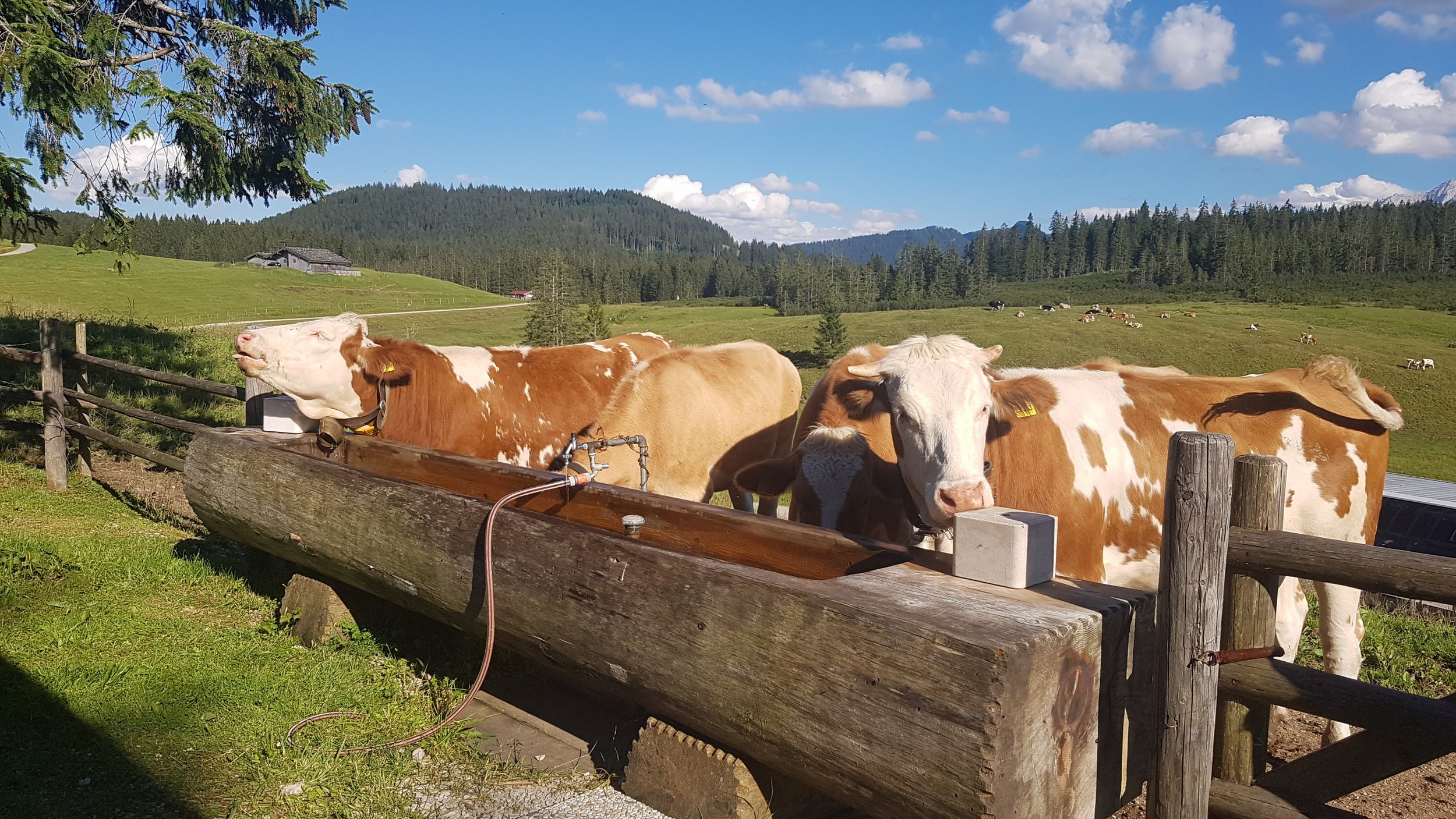 Kühe auf der Winklmoos - Alm