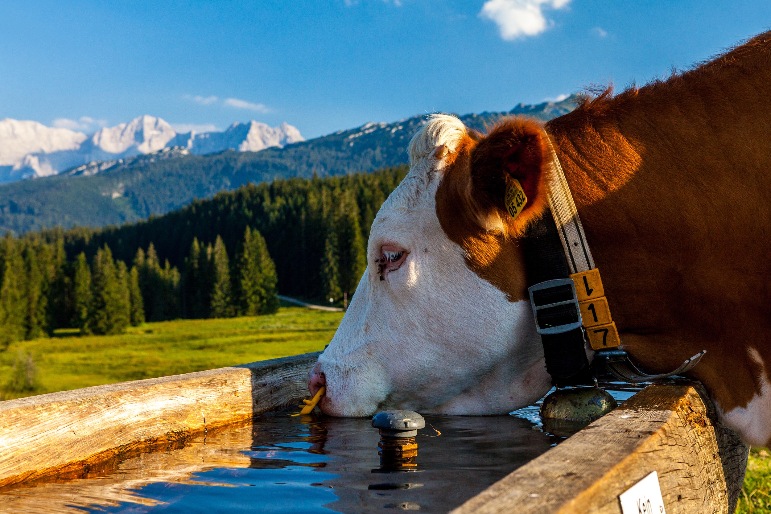 Trinkende Kuh in Winklmoos