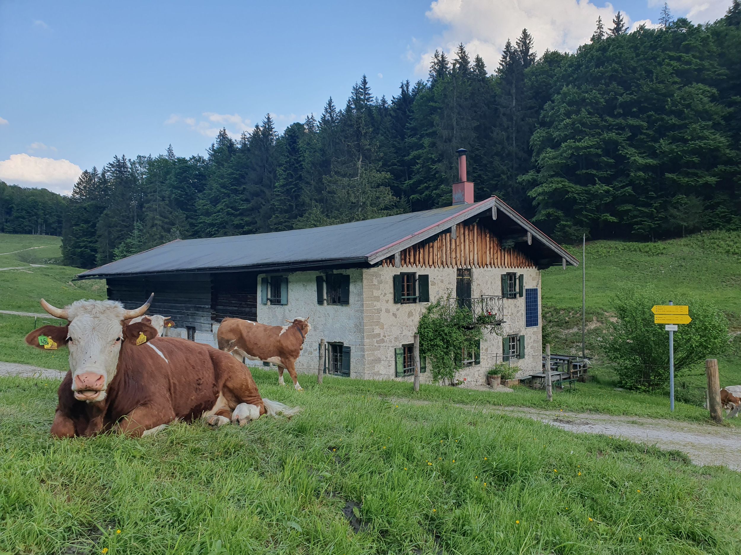 Pötschalm Jochberg mit Kühe