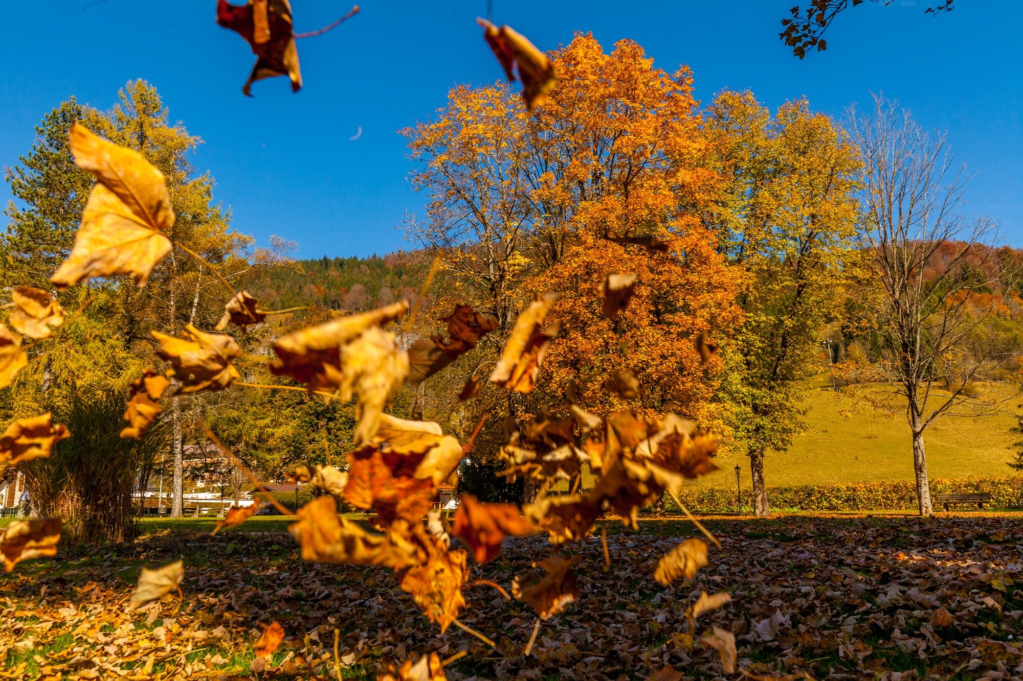 Herbst im Kurpark
