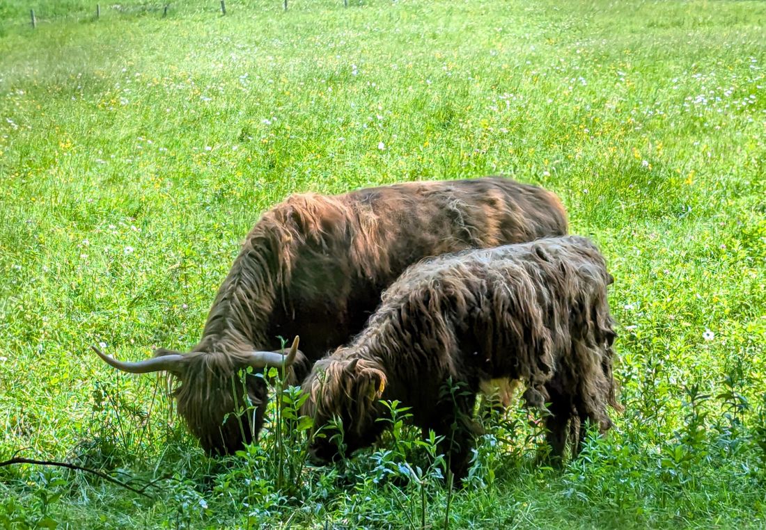 Mutterkuhhaltung auf dem Klausenberg
