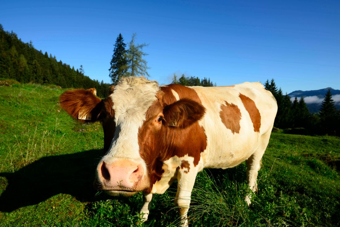 Kuh auf der Alm