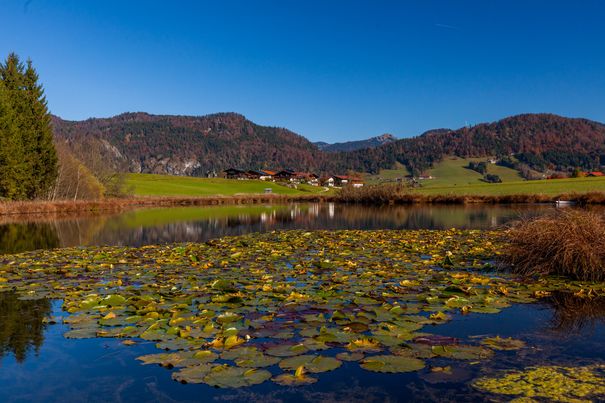 Seerosen Heuchner Lack Blindau