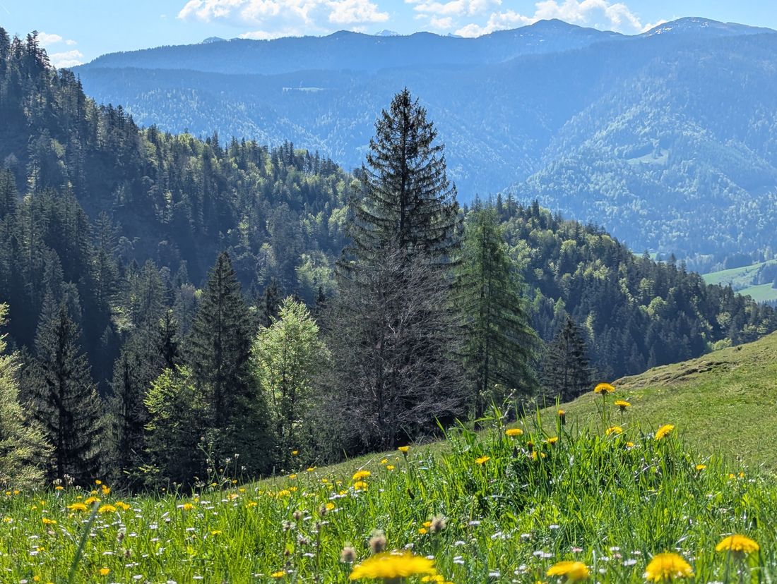 Hutzenalm Wanderung
