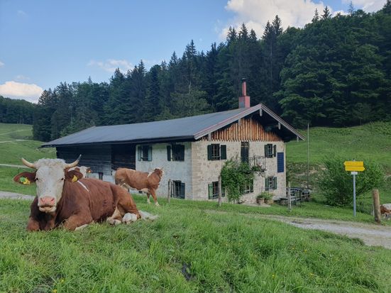 Pötschalm Jochberg mit Kühe