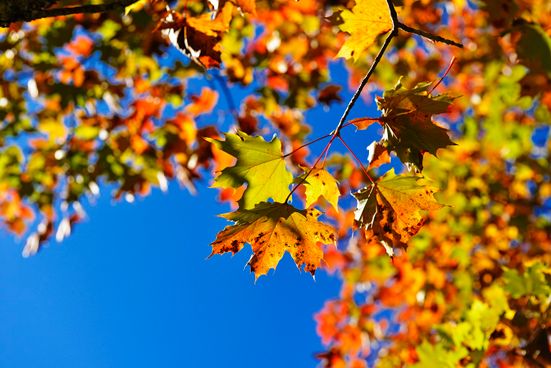 Blättertraum im Herbst