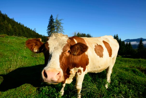 Kuh auf der Alm