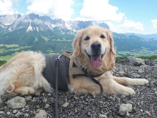 Hund liegt auf Boden