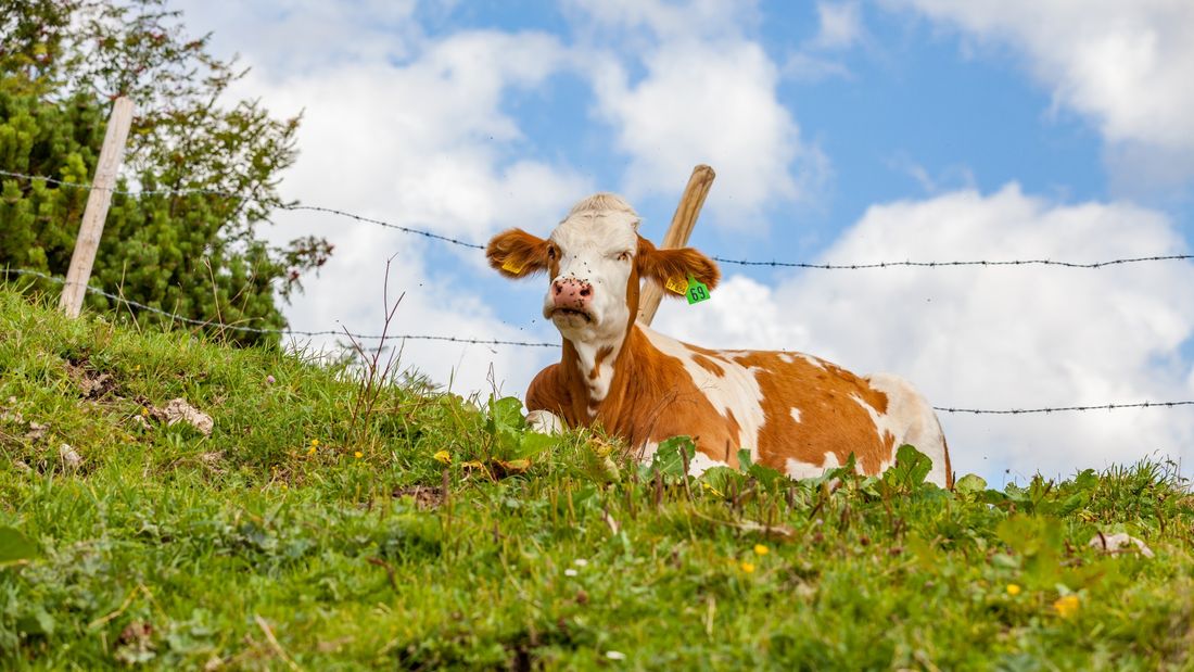 Kuh am Dürrnbachhorn