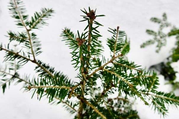 Tannenspitzen im Schusterwald im Winter