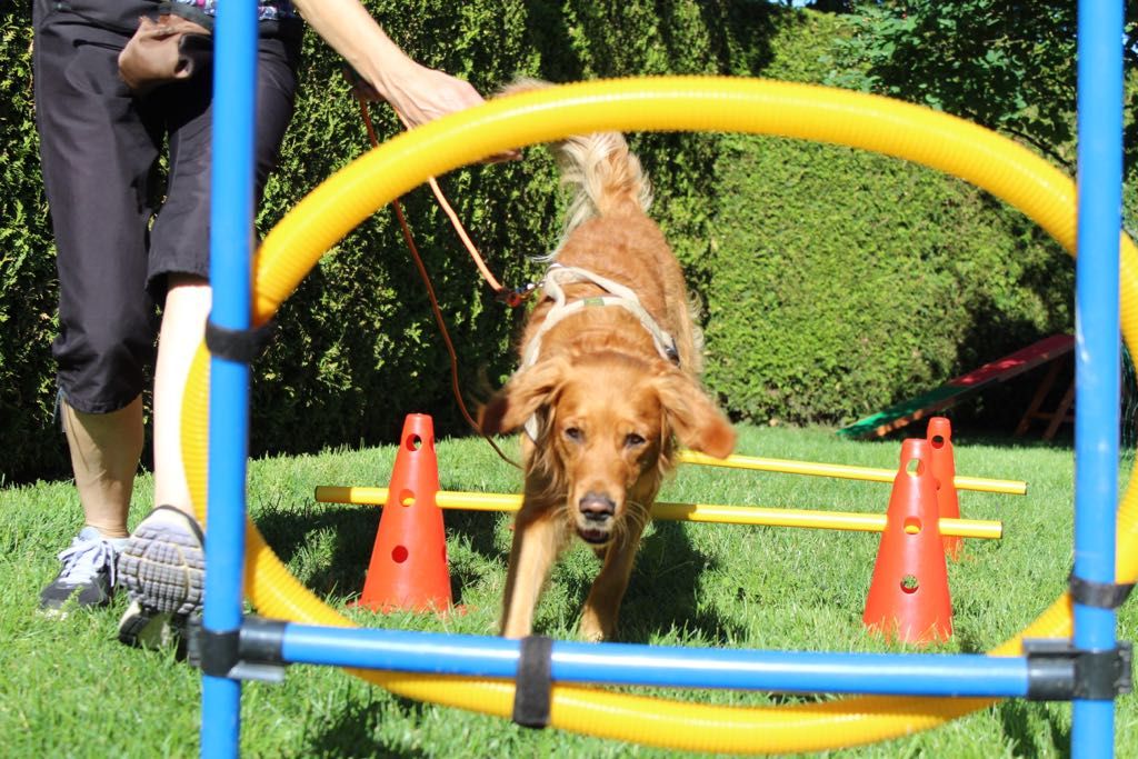 Hund beim Agility-Training