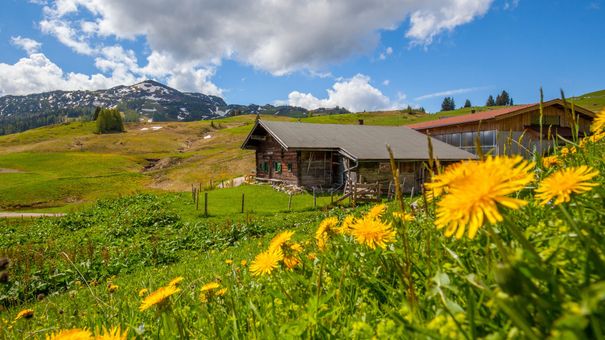 Möseralm auf  der Steinplatte