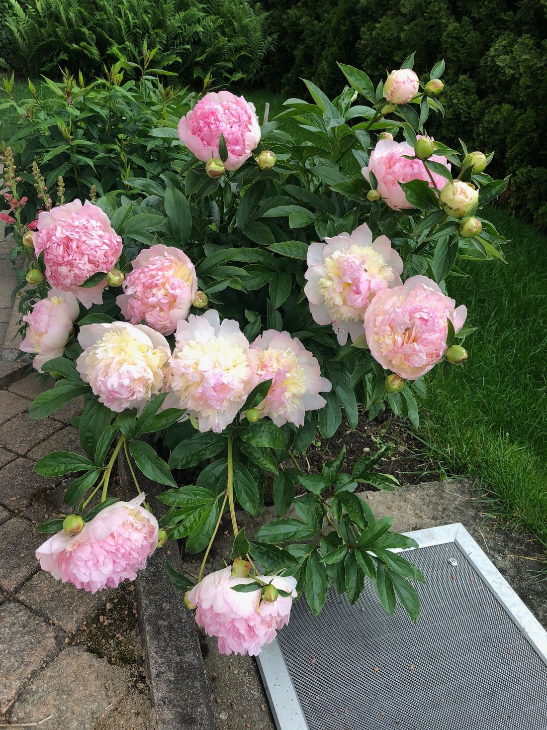 Lasst Blumen sprechen
