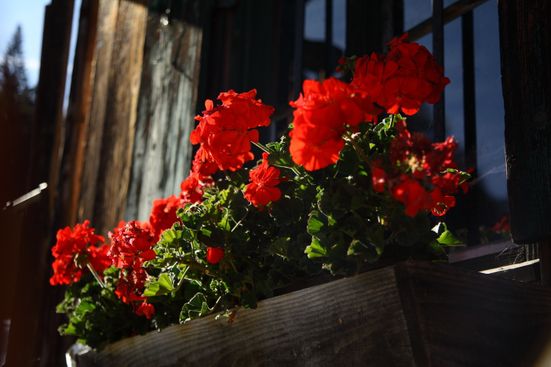 Herbstblumen