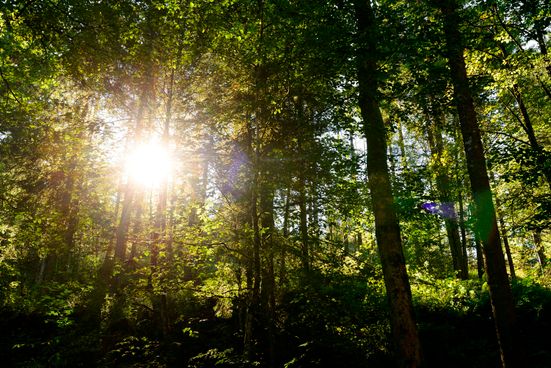 Sonne im Wald