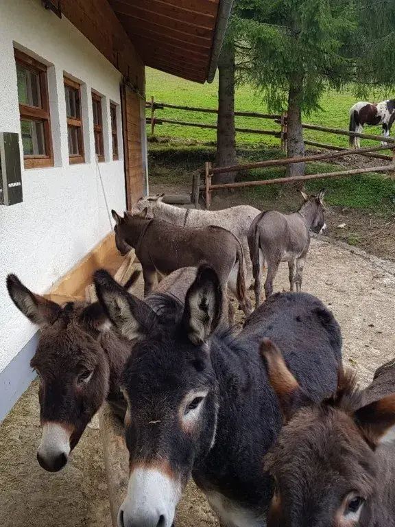 Esel auf der Feldlahnalm