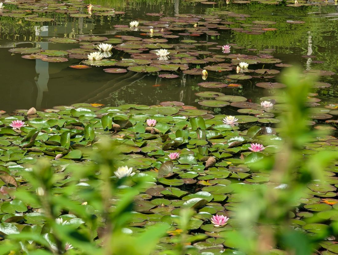 Seerosenteich am Barfußpark