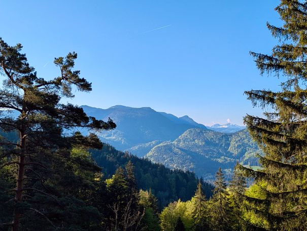 Hutzenalm Aussicht Wald