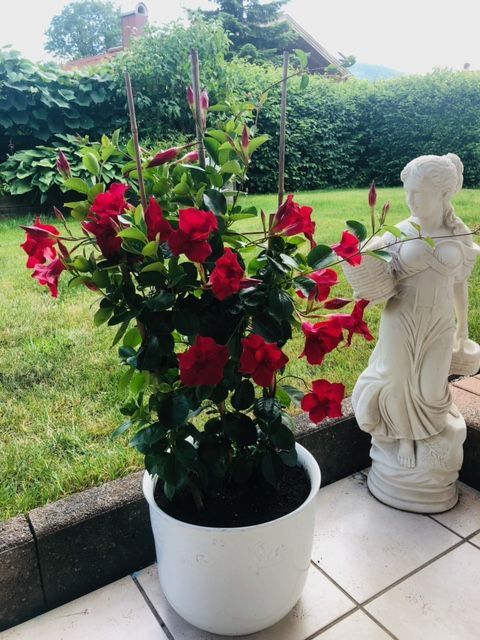 Blumen