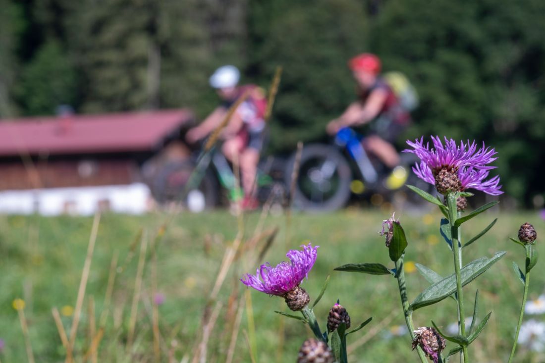 Blumen auf dem Weg zu den Röthelmoosalmen