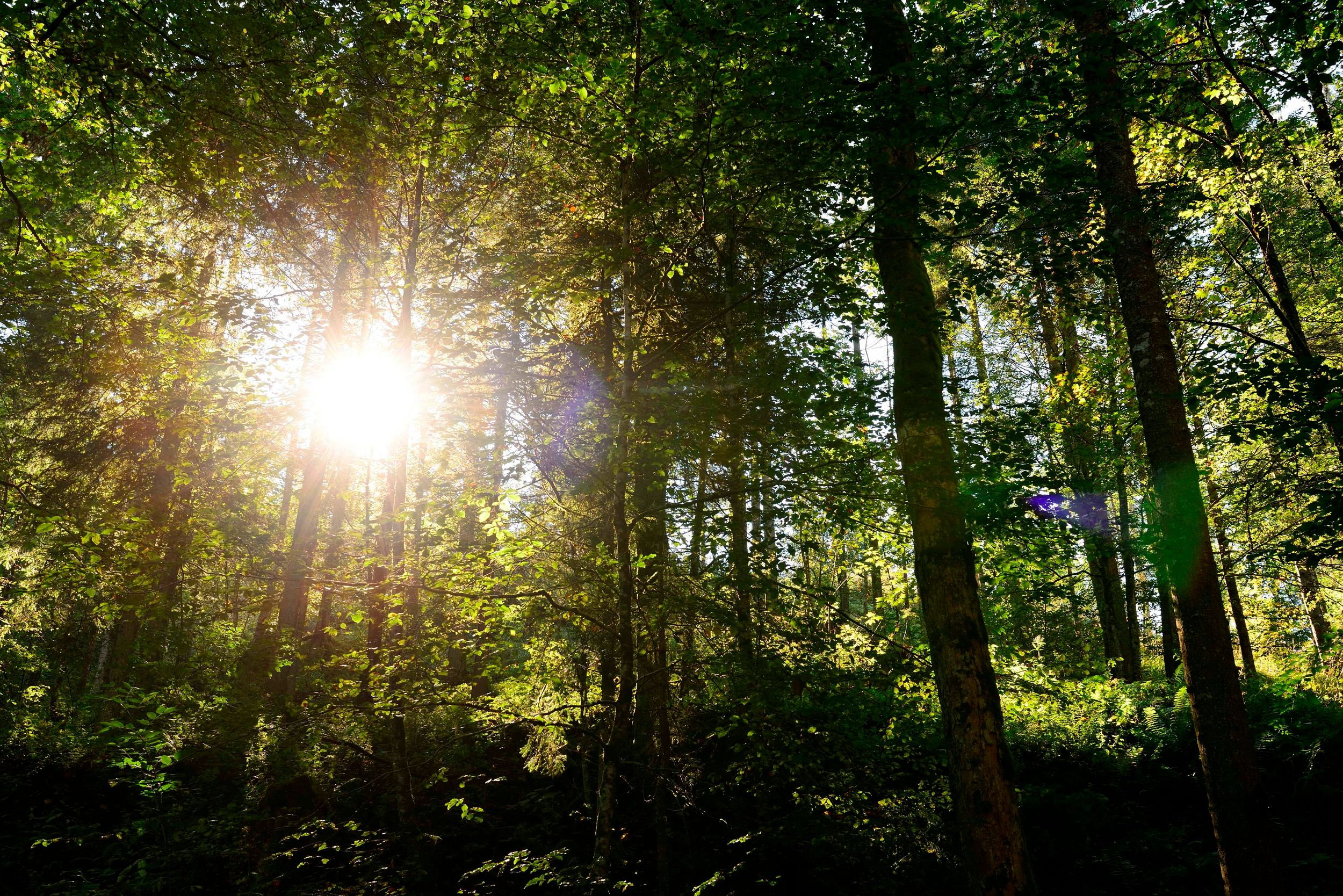 Sonne im Wald