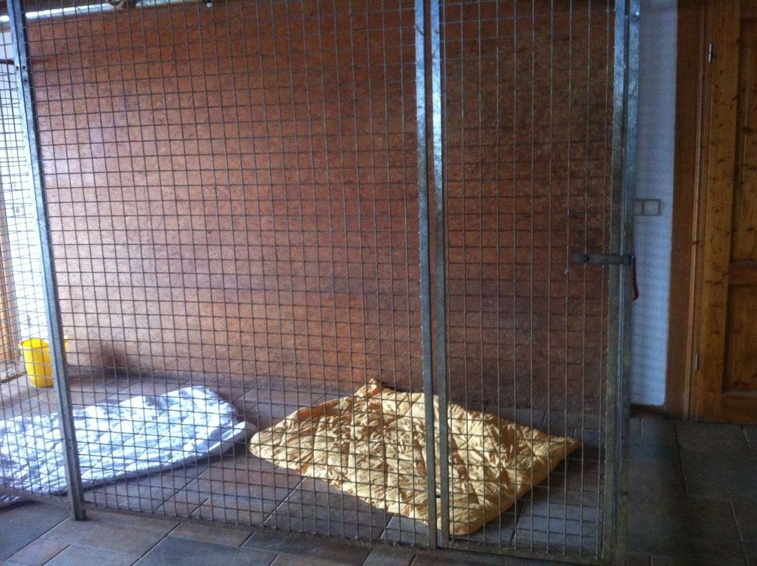 Hundesitting im Wohnzimmer