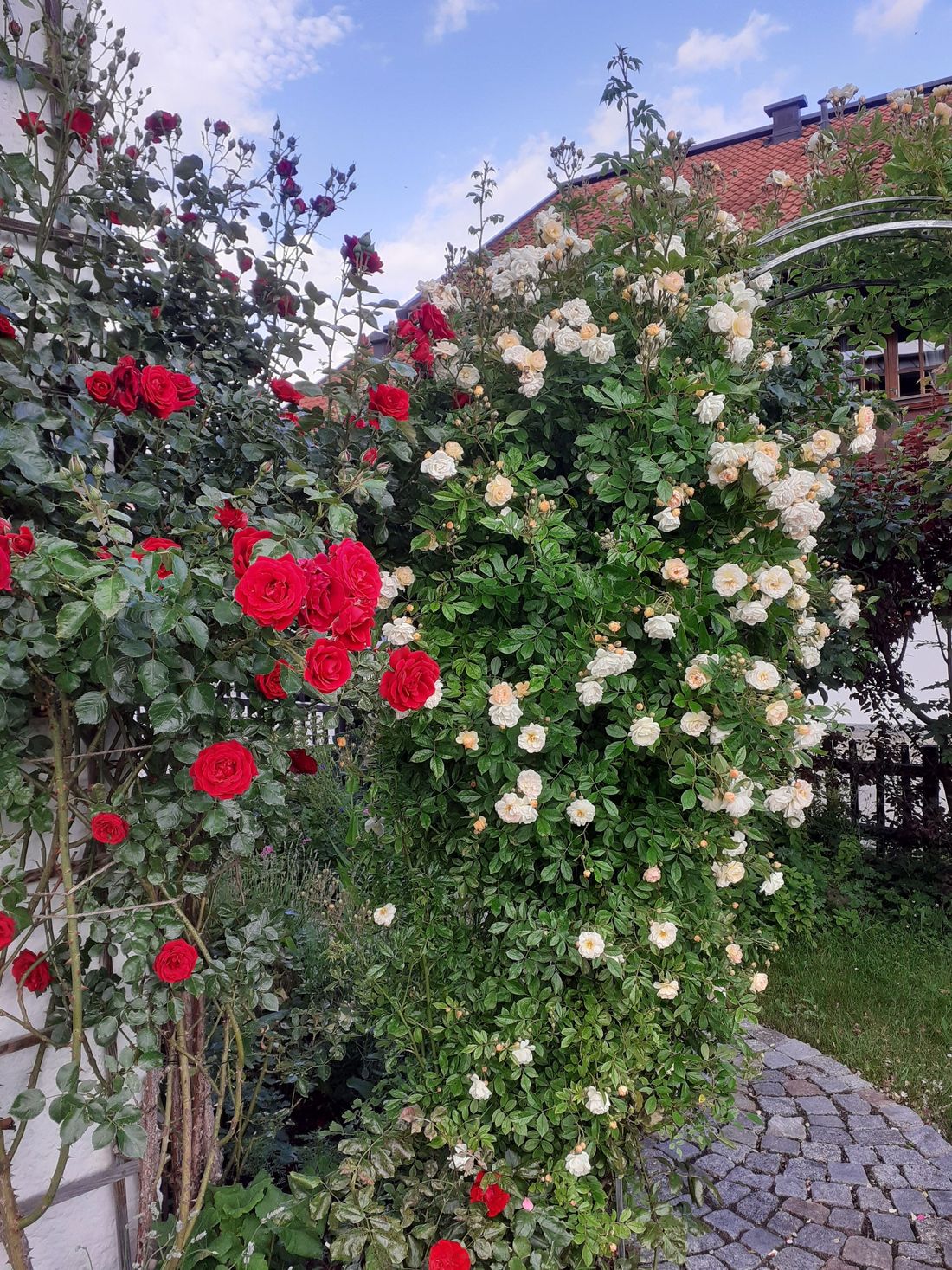 Rote Rosen beim Haus Petersen