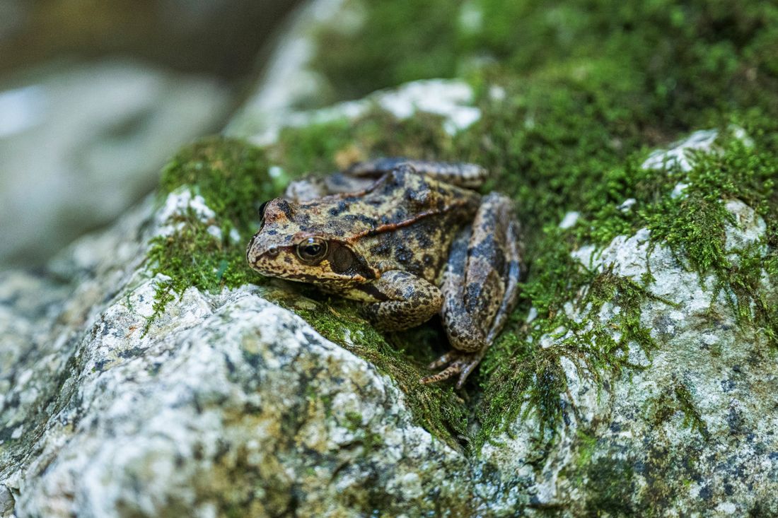 Stille und Wilde Wasser Klausenbachklamm