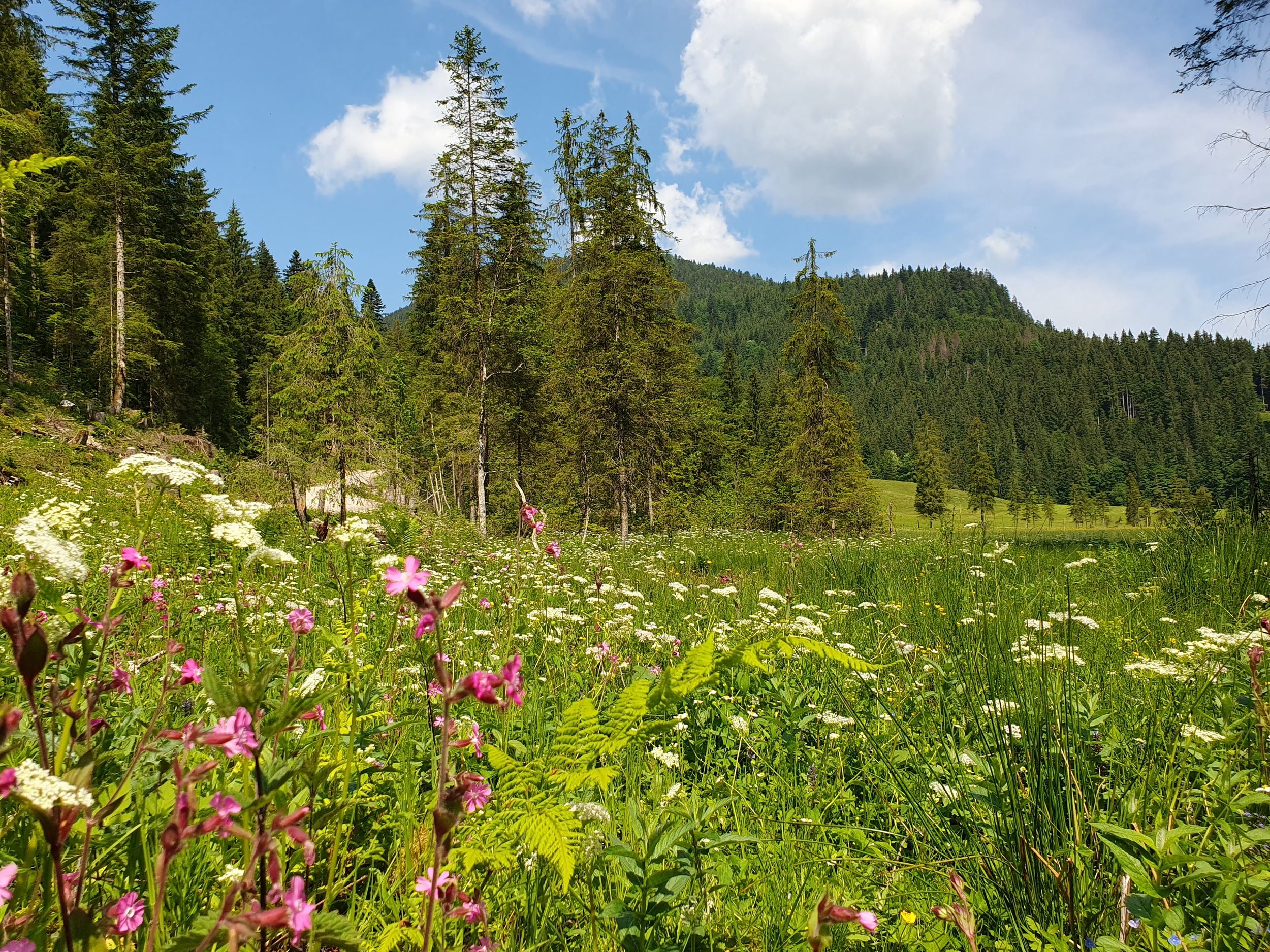Röthelmoos Blumenwiese