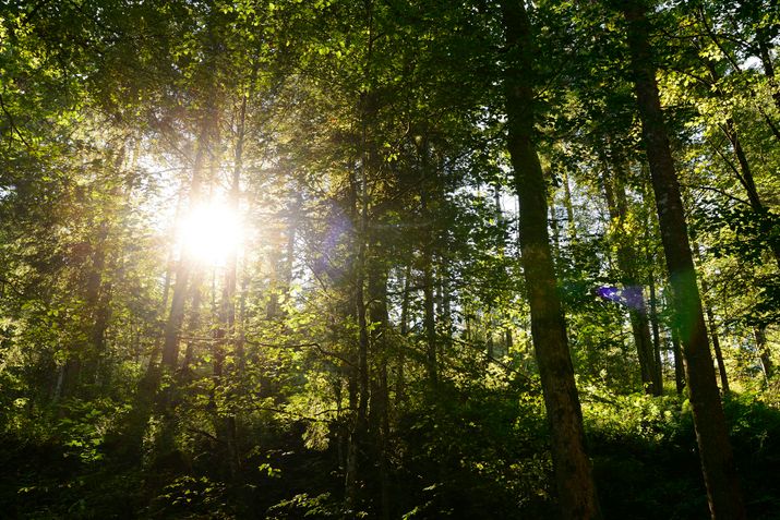 Wald im Sonnenschein