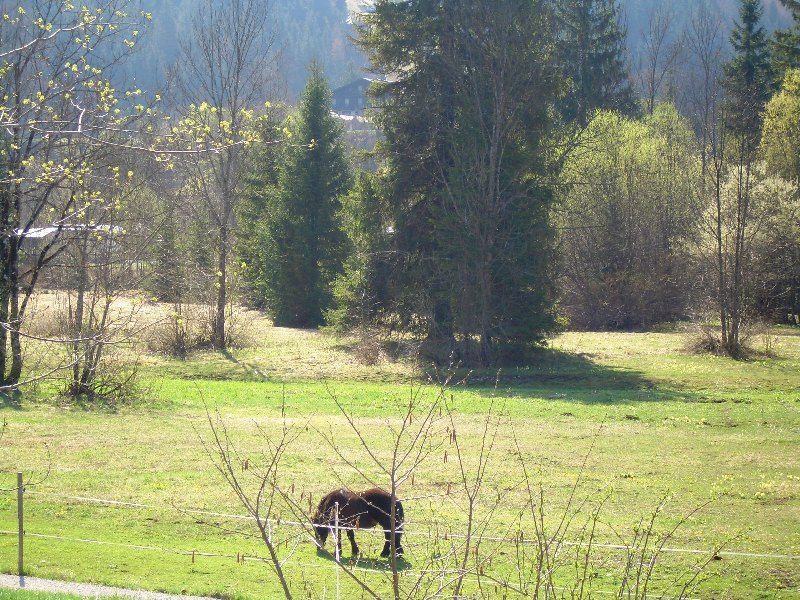 Aussicht auf die Pferdekoppel