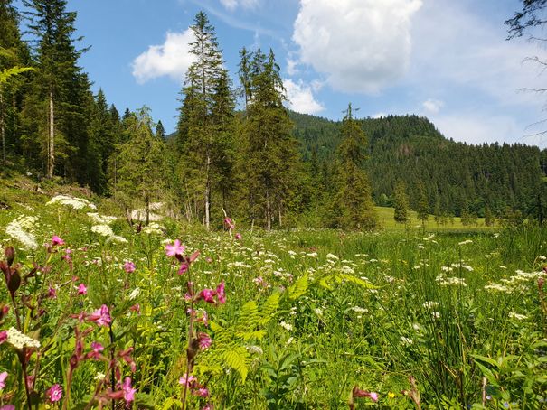 Röthelmoos Blumenwiese