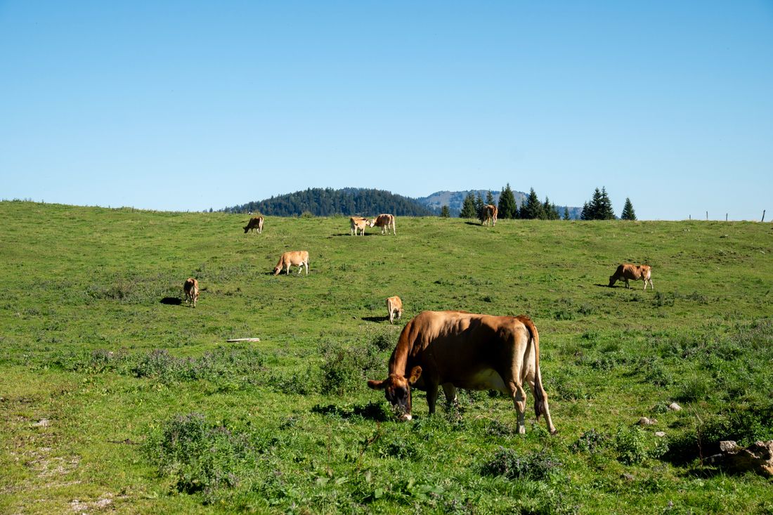 Glückliche Kühe