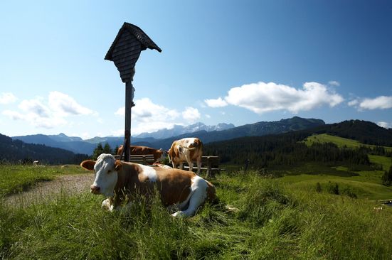Kühe auf der Winklmoos-Alm