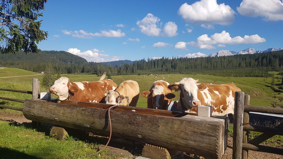 Glückliche Kühe auf der Alm