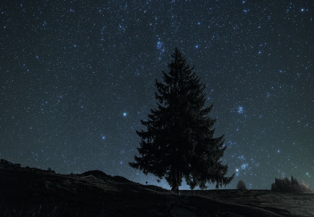 StierPerseus_Winklmoos