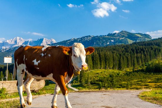 Auf der Winklmoos-Alm